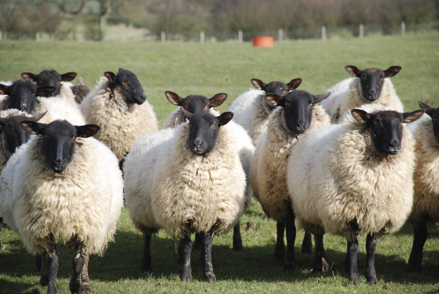 Новозеландские овцы доказали ядерные амбиции Израиля